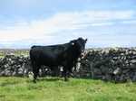 19073 Bull in field.jpg